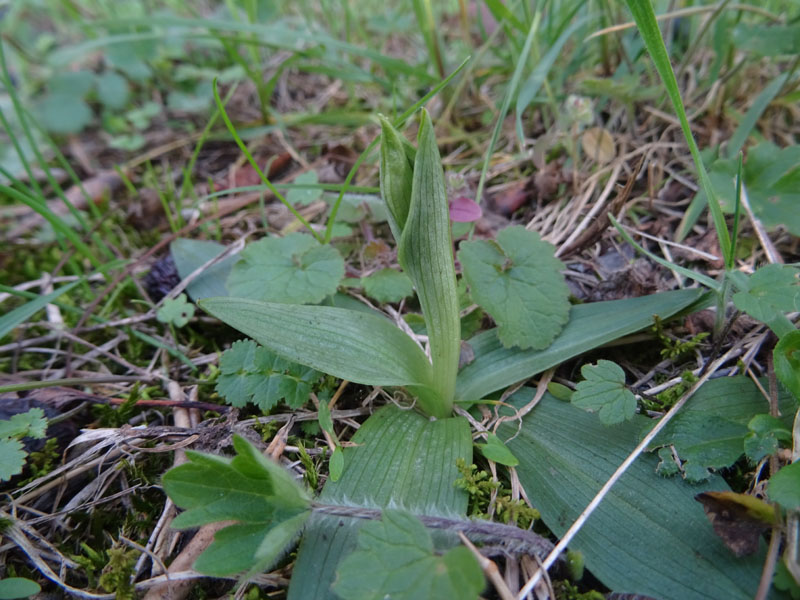 decine di...... Ophrys sphegodes